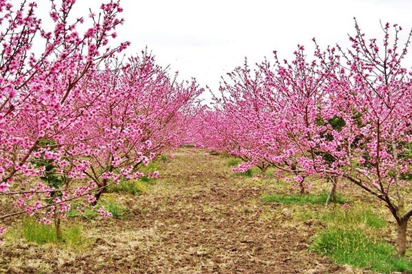 روستای ابراهیم آباد کرج